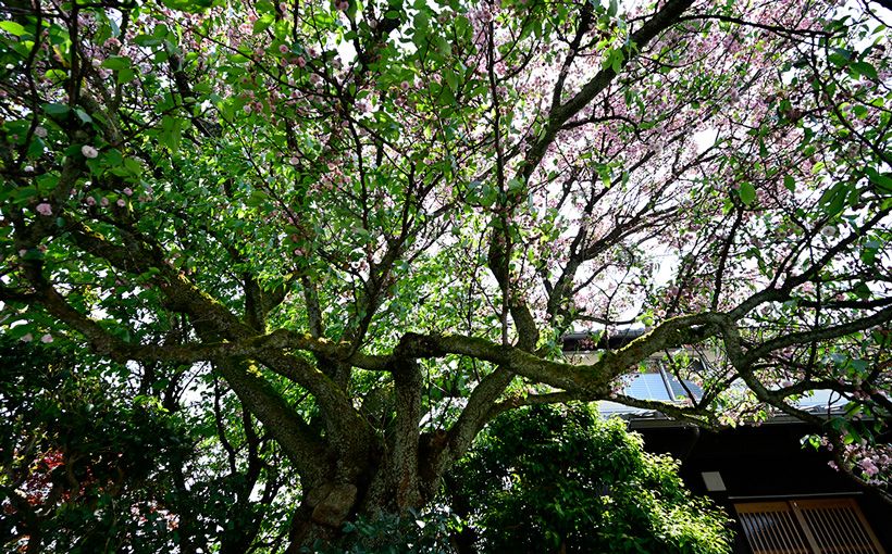 新品種の桜の木は、富山市内にある個人宅の庭で大きく枝を広げて立っている。通りすがりの人から品種を尋ねられた家人が、花のついた枝を1本持参して富山県中央植物園に相談。調査がスタートした。長年の経験から、花を見た瞬間に「新品種かも」と思ったという大原さんの直感は見事的中。