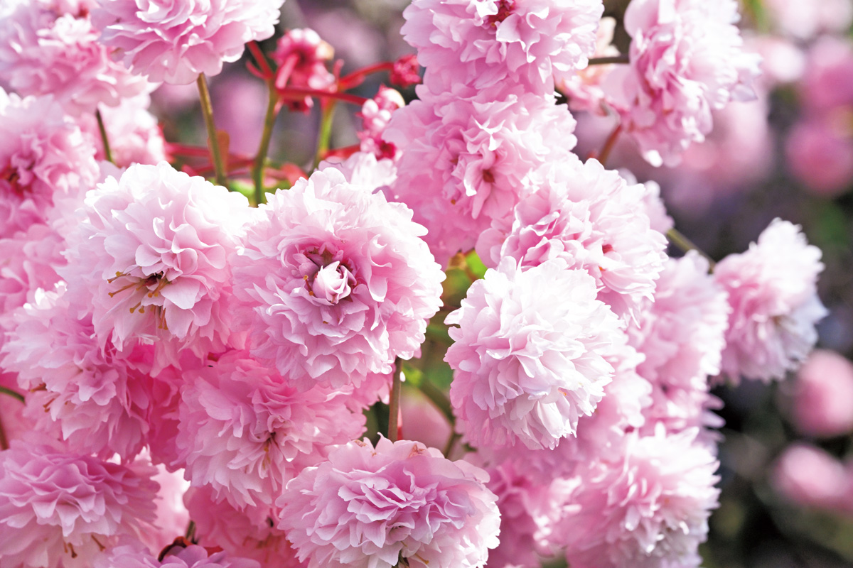 富山県中央植物園が繫ぐ、“生きた文化遺産”。華麗なる桜の新品種発掘