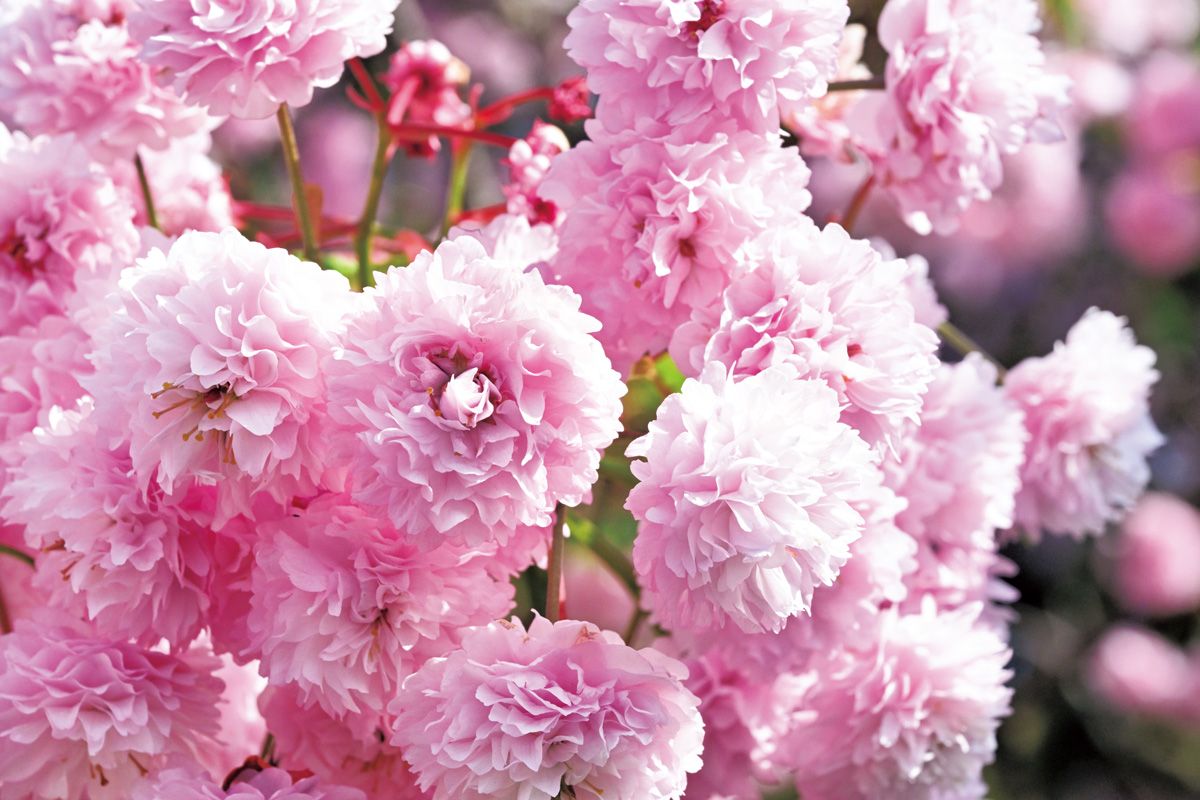 富山県中央植物園が繫ぐ、“生きた文化遺産”。華麗なる桜の新品種発掘