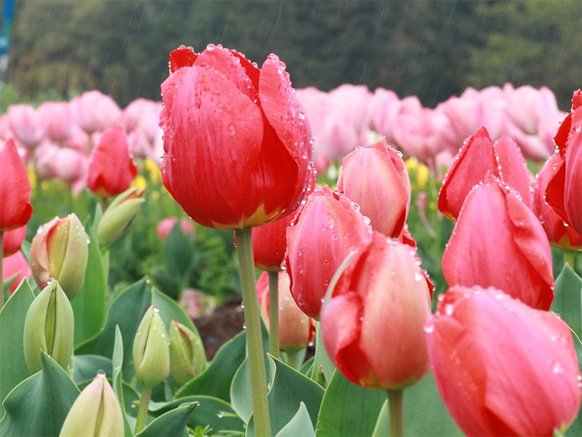 写真／フォトライブラリー