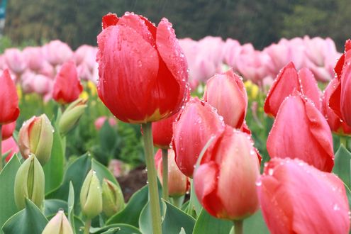 体調管理に注意！ 春先に再び寒くなる「寒の戻り」