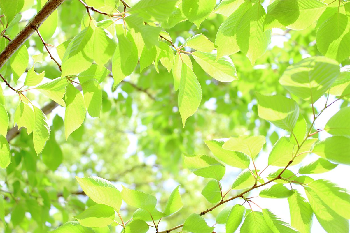 春から初夏に吹く、爽やかな南風「光風」。他にも美しい風の名が