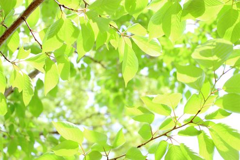 春から初夏に吹く、爽やかな南風「光風」。他にも美しい風の名が