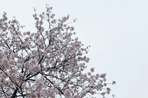 春を象徴する空「花曇り」。俳句でも多く詠まれた、曇天の情景