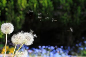 風はどこから吹いてきてどこへ向かうのか？ 風が吹く仕組みを解説