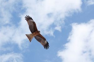 観天望気「とんびが高く飛ぶと晴れ、低く飛ぶと雨」は信頼できるのか