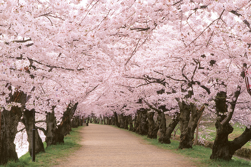 日本全国の桜守が一目置く“弘前方式”。弘前市公園緑地課の「チーム桜守
