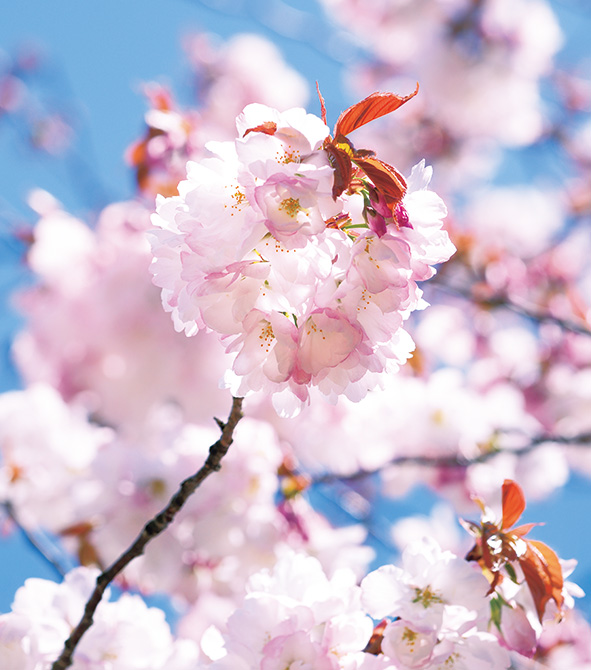 高品質　桜めのう カーネリアン　共生　フリーフォーム　浄化　癒し 日本全国の桜守が一目置く“弘前方式”。弘前市公園緑地課の「チーム桜守