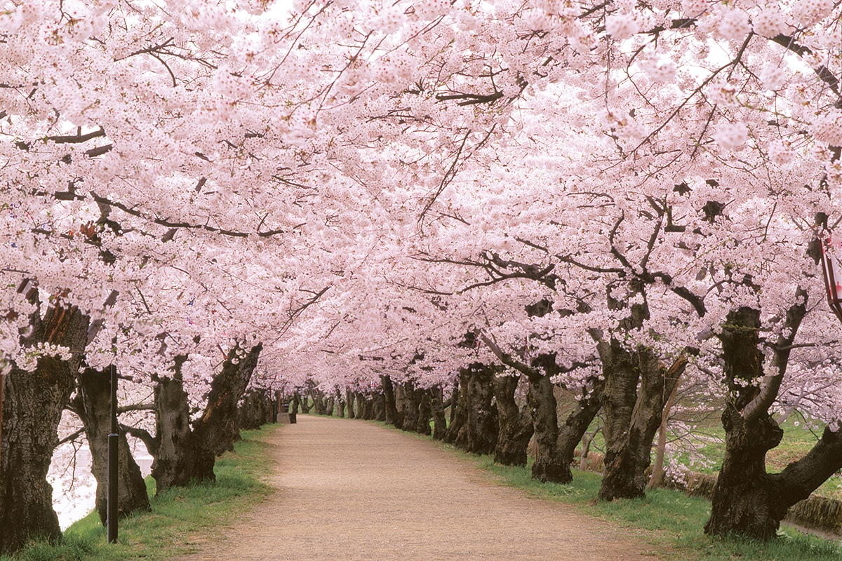 日本全国の桜守が一目置く“弘前方式”。弘前市公園緑地課の「チーム桜守