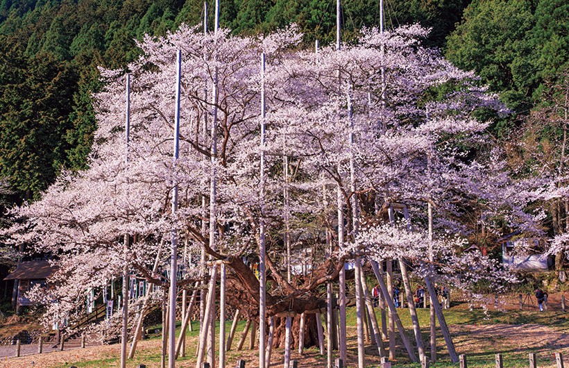 日本画家・平松礼二さんが選ぶ 「モチーフ三大桜」。根尾谷淡墨桜