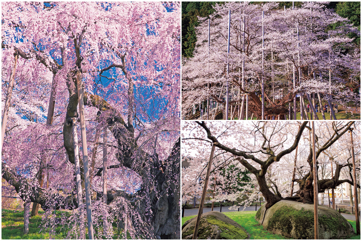 西田 彰「根尾淡墨桜」油絵 絵画 6号サイズ 【公式ショッピングサイト】