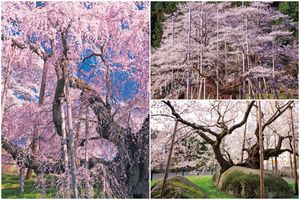 日本画家・平松礼二さんが選ぶ 「モチーフ三大桜」。根尾谷淡墨桜、三春滝桜、盛岡石割桜