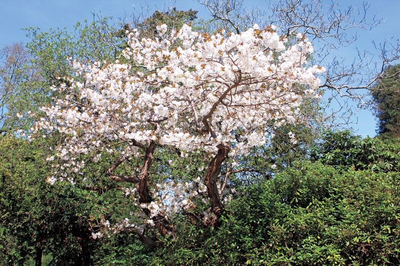 イングラムが日本に里帰りさせた桜、太白の原木。今も毎年美しい花を咲かせる。撮影／阿部菜穂子