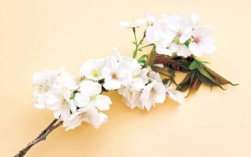 里帰り桜【太白（タイハク）】：日本で一度絶滅した太白は、純白の花の直径が5～6センチもある大輪の桜。イングラムは「雪のように白い花びらと、赤銅色の若い葉のコントラストがすばらしく美しい」と称賛した。英国から里帰りさせた際は、輸送中に枯れてしまうという問題が発生。5度目の輸送時、穂木をジャガイモに挿す方法で成功した。