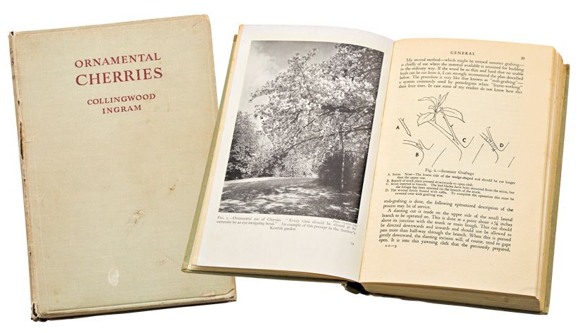 イングラムが30年に及ぶ研究の集大成として1948年に出版したORNAMENTAL CHERRIES（『観賞用の桜』）。全259ページに日本の桜の歴史や栽培方法、129品種の詳しい解説などを掲載。園芸大国・英国に桜ブームを巻き起こした。