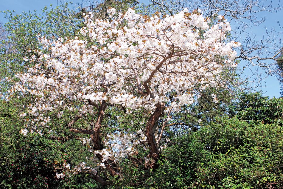 英国の桜守、“チェリー・イングラム”が救った日本の桜、里帰りを果たす