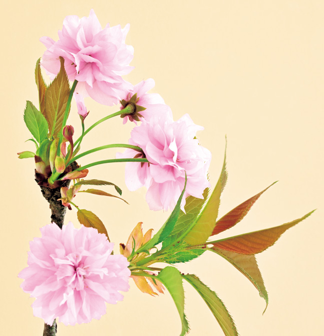 英国・欧州に咲く桜。富山県中央植物園で見られる13品種 | 家庭画報
