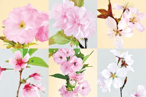 英国・欧州に咲く桜。富山県中央植物園で見られる13品種