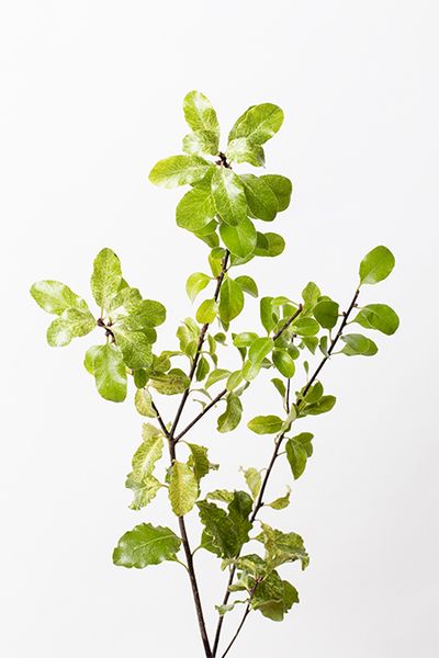 ピットスポラム‘アイリーンパターソン’。明るい斑入りの葉が特長。爽やかなグリーンが全体に軽やかさを加えてくれます。