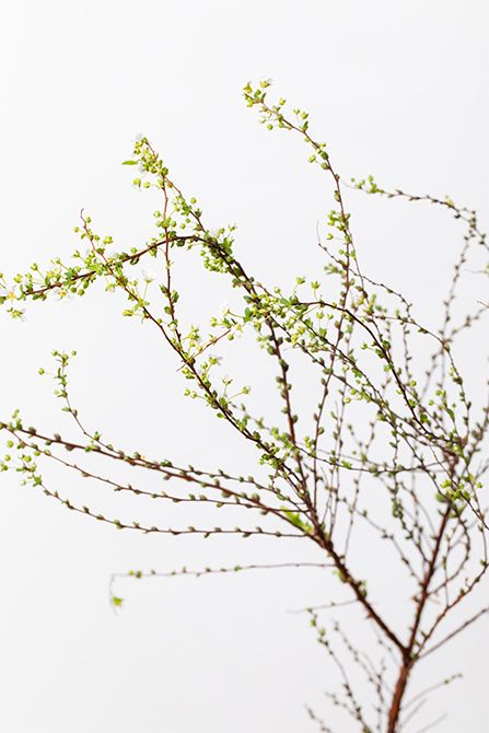 ユキヤナギ。しなやかな枝と小花が特長。流れるようなラインが、リースに動きを与えます。