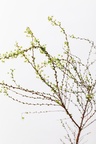 ユキヤナギ。しなやかな枝と小花が特長。流れるようなラインが、リースに動きを与えます。