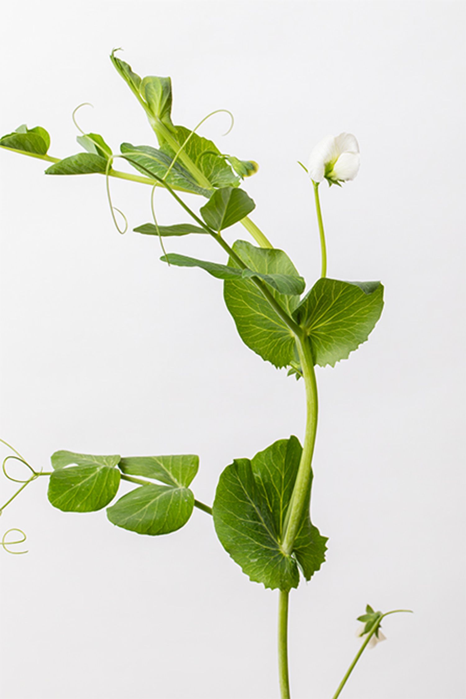 エンドウマメ。明るい葉色と伸びやかな蔦が特長。春風を思わせる軽やかな動きを添えます。