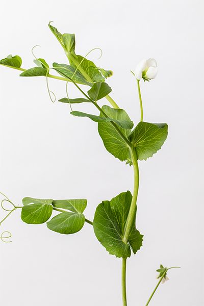 エンドウマメ。明るい葉色と伸びやかな蔦が特長。春風を思わせる軽やかな動きを添えます。