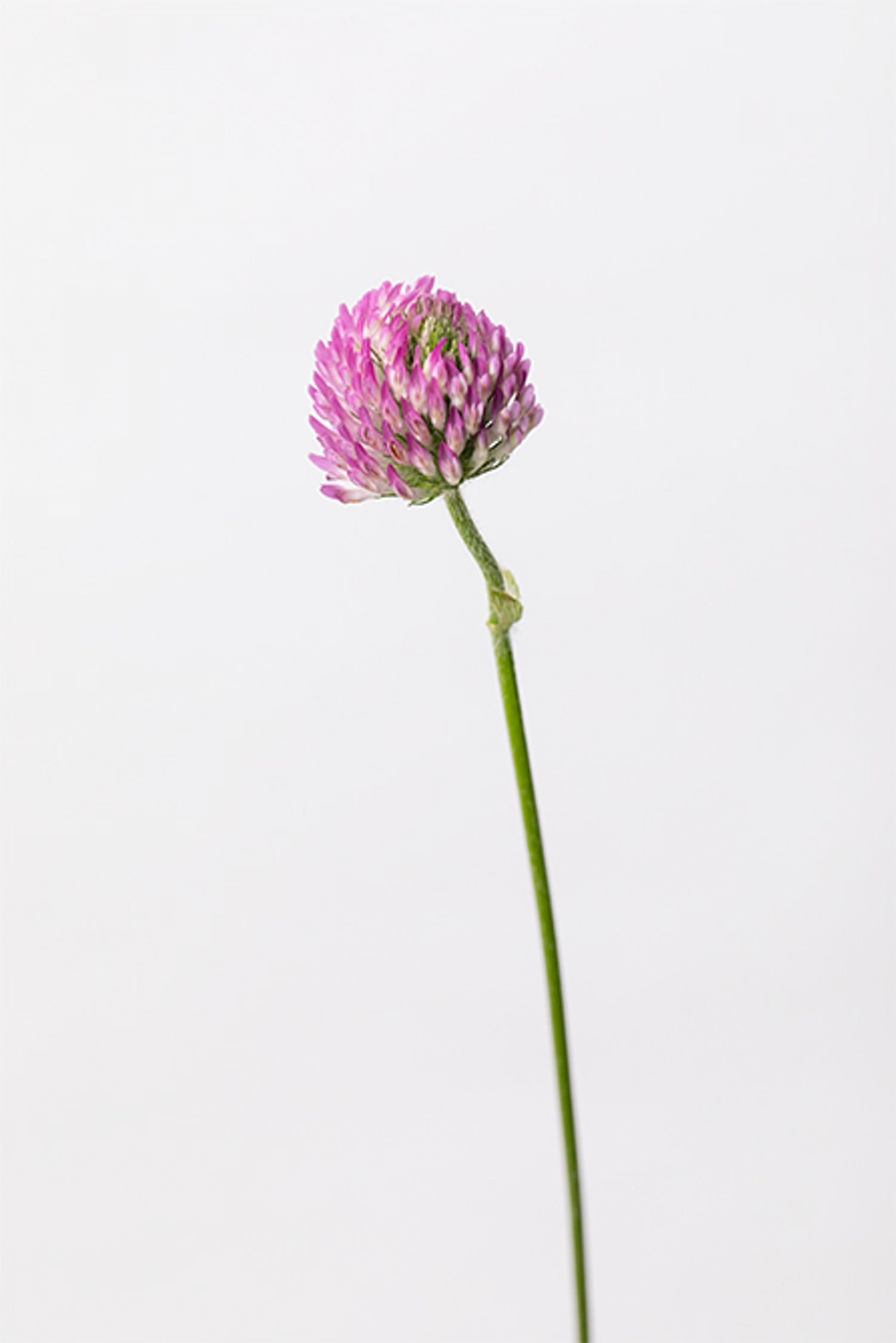 トリフォリウム‘ピンクパンサー’（右）。やわらかな色調と丸みのある穂が、春らしい空気感を演出。ふんわりとした質感が躍動感をもたらします。