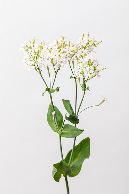 シレネ‘サクラコマチ’。可憐な小花が特長。全体の色味やフォルムを整えるアクセントに。