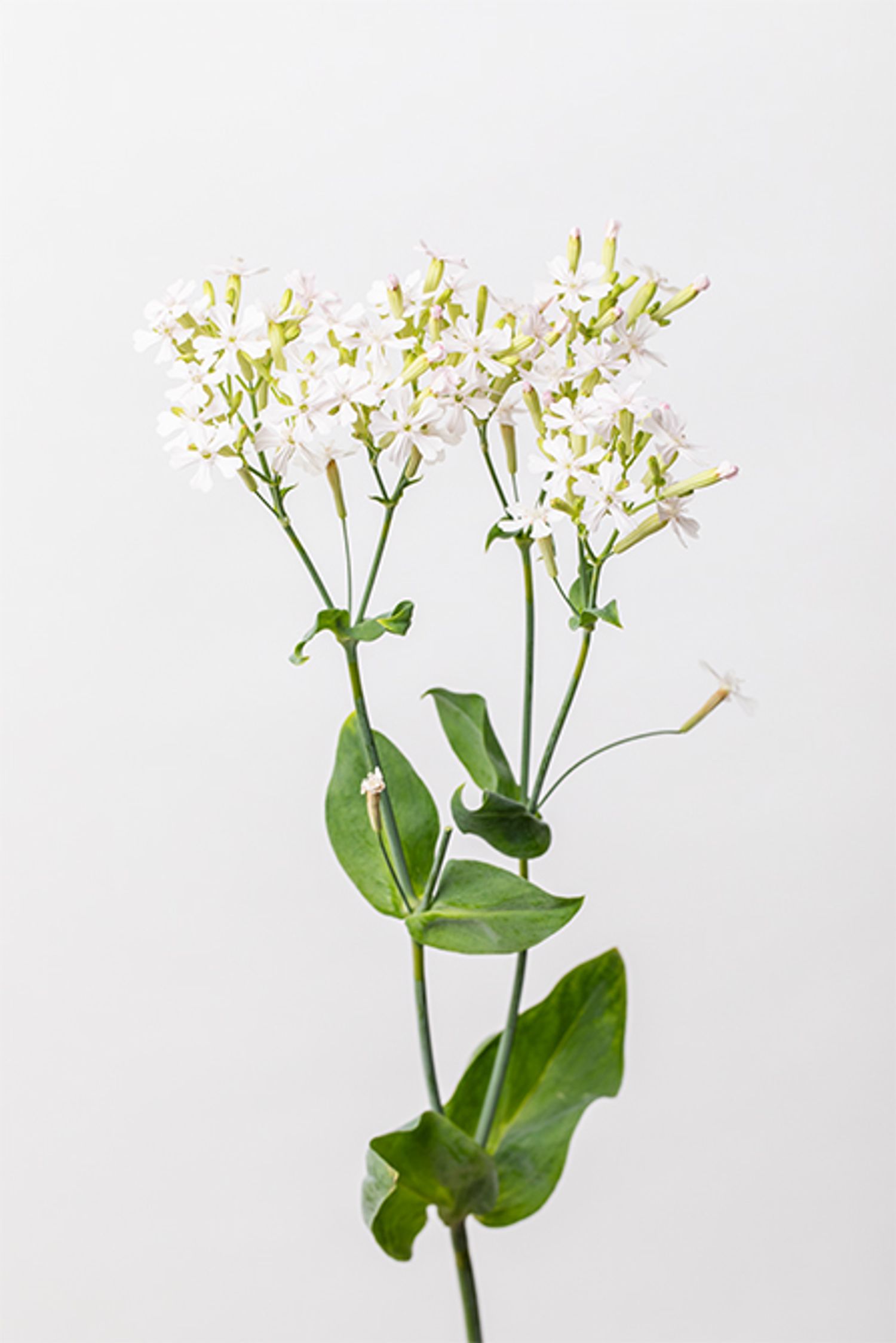 シレネ‘サクラコマチ’。可憐な小花が特長。全体の色味やフォルムを整えるアクセントに。