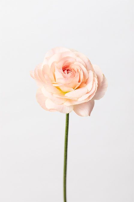 ラナンキュラス‘アベロン’。幾重にも重なる花弁が優雅な印象の品種。やわらかいペールトーンで春らしい華やぎを添えてくれます。