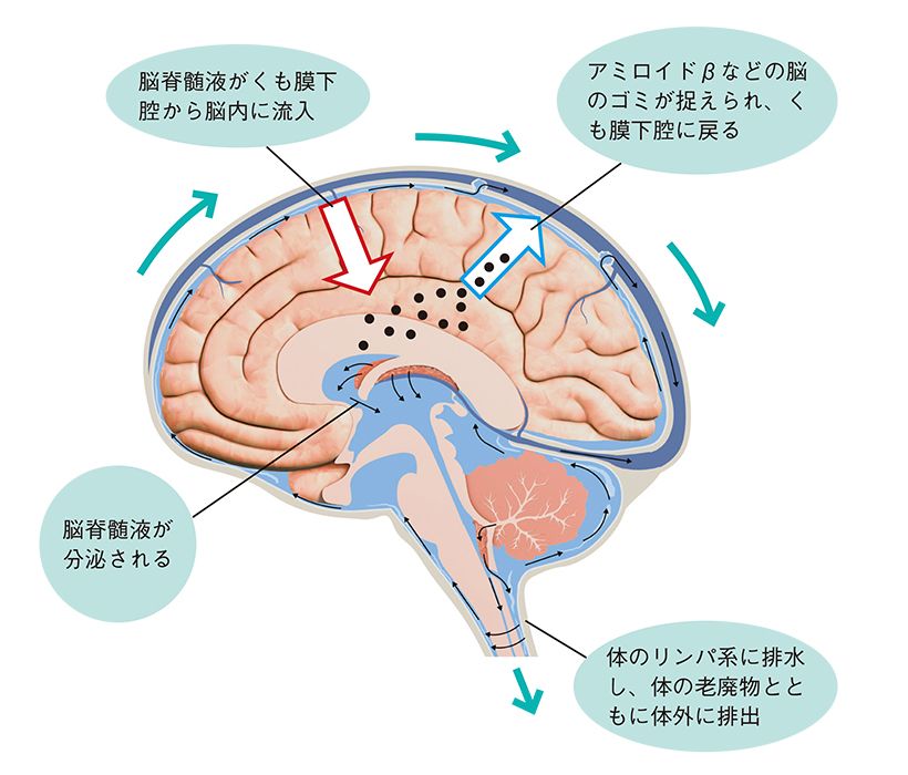 脳脊髄液がくも膜下腔から動脈周囲に沿って脳内に流入し、細胞外腔に入って間質液（細胞と細胞の間を満たす液体）と混ざり合う。その際に脳内の老廃物が洗い流され、老廃物を含んだ液体は静脈周囲に沿って再びくも膜下腔に戻る。これが「グリンパティックシステム」。アルツハイマー型認知症ではグリンパティックシステムの機能が低下していることがわかった。Neurology 99, e2648–e2660 (2022). 