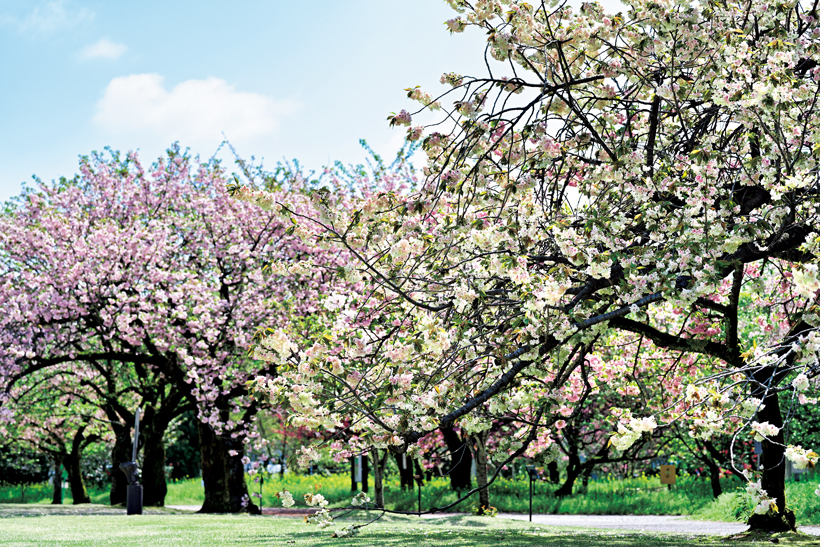 一重、八重、菊桜。北陸の桜、固有品種の博覧会 | 家庭画報.com｜“素敵