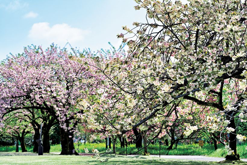 富山県中央植物園の「富山ゆかりのサクラ」エリアでは、北陸固有の栽培品種が多数展示されている。その大半は花弁が1輪に100枚以上ある菊桜だ。