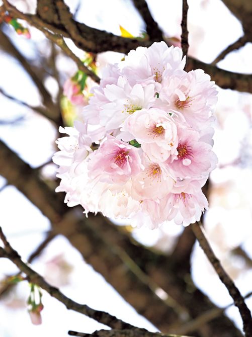 【伊加流伎白八重（イカルギシロヤエ）】白色の八重咲きで、満開を過ぎると中心から少しずつ紅あかく染まっていく。八重咲きの中では開花が早く、染井吉野が咲いている間に咲き始める。富山の桜守が民家で発見し、2021年に大原さんが新品種として発表。「伊加流伎」は民家があった地域の古称。例年の見頃／4月中旬