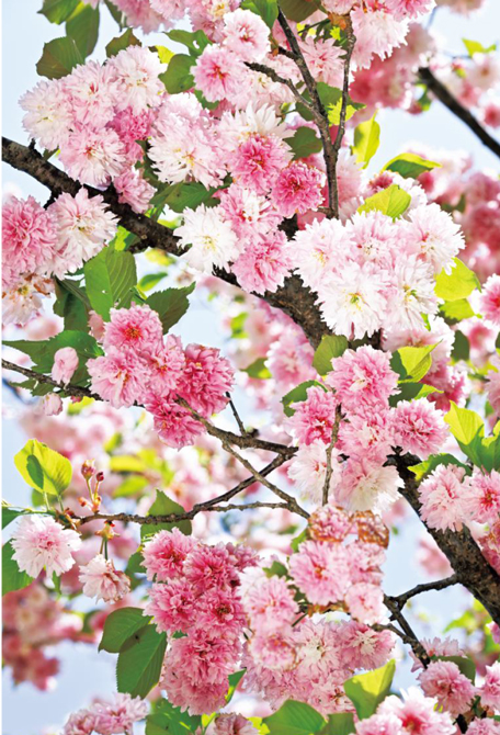 一重、八重、菊桜。北陸の桜、固有品種の博覧会 | 家庭画報.com｜“素敵