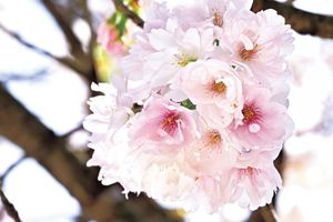 一重、八重、菊桜。北陸の桜、固有品種の博覧会