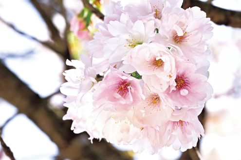 一重、八重、菊桜。北陸の桜、固有品種の博覧会