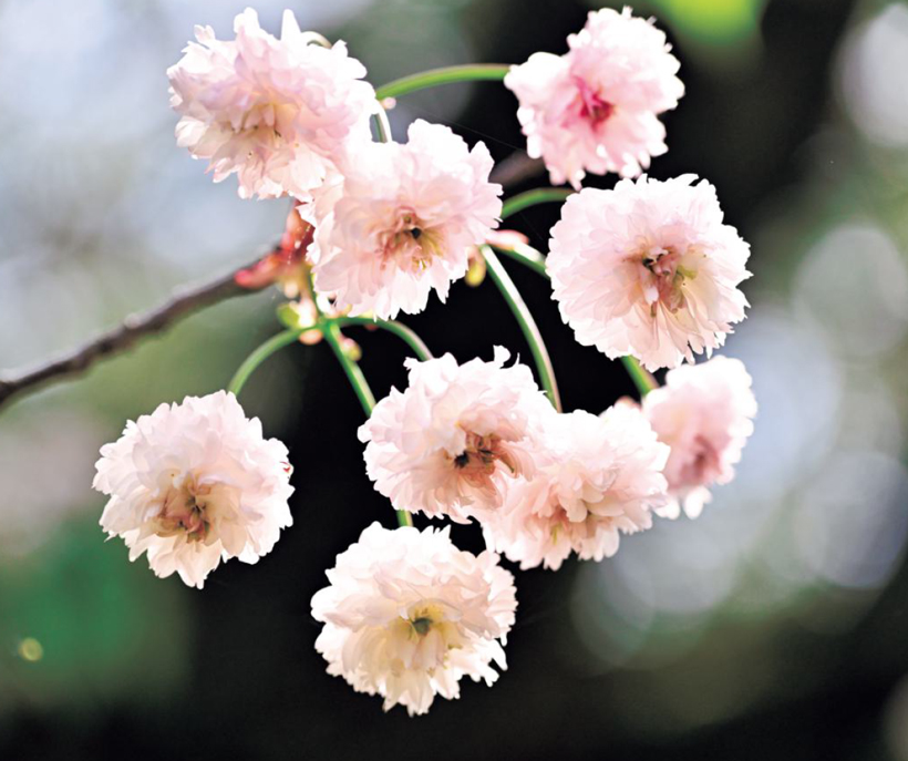 樹齢500年、石川県・善正寺菊桜の原木を訪ねる | 家庭画報.com｜“素敵