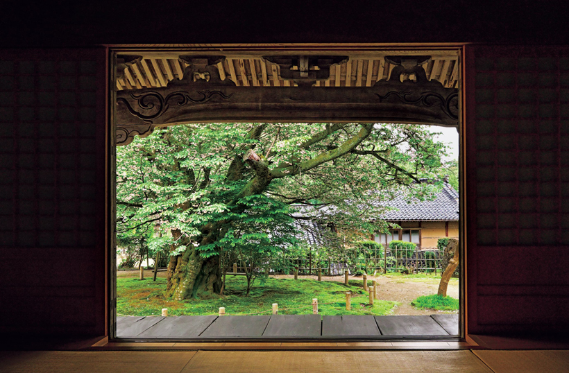 樹齢500年、石川県・善正寺菊桜の原木を訪ねる | 家庭画報.com｜“素敵
