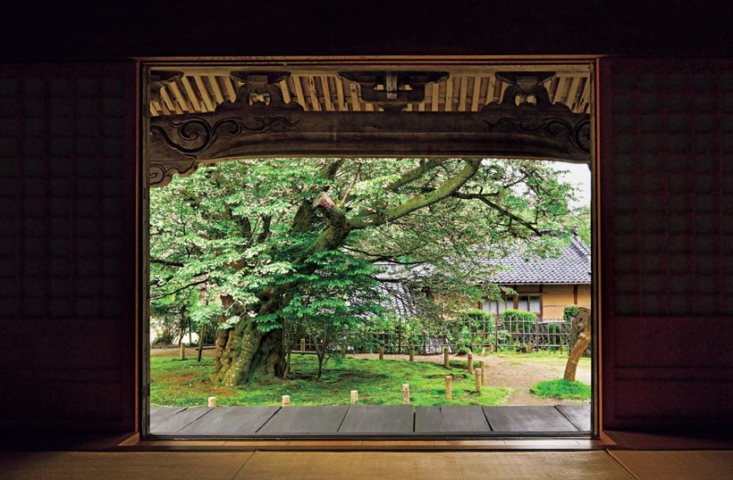 本堂から見る桜の巨木は一枚の絵画のよう。根を踏まれると木が衰弱するため、ロープで囲っている。境内にはもう1本、この原木から作られた桜がある。同じ地域に「善正寺」が複数あるので、お出かけの際はご注意を。