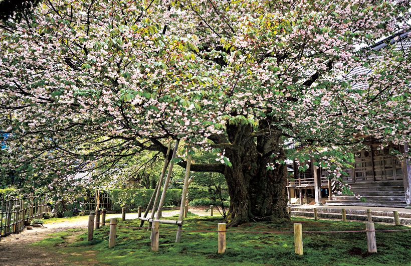 善正寺菊桜の原木を訪ねる(石川県・羽咋郡) 【善正寺菊桜(ゼンショウジキクザクラ)】推定樹齢約500年、幹周約5.3メートル、樹高約12メートル。花の色が濃く変化する桜が多いなか、淡いピンクから白色に変化する。30年ほど前、枝の先端が枯れ下がり心配されたが、樹木医らの手当てで回復。無数の花と葉をつけた枝をのびのびと広げた姿は見る人の心に安らぎをもたらす。