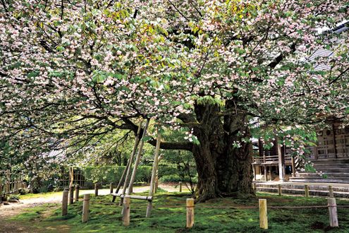 樹齢500年、石川県・善正寺菊桜の原木を訪ねる
