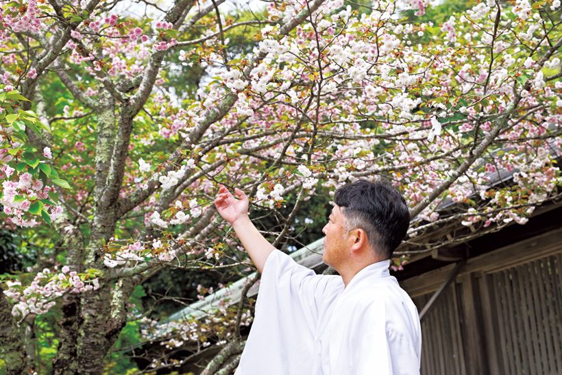 桜の詳しい解説をしてくれた松尾聴親さん。父が氣多大社の名誉宮司、従兄が宮司を務めている。