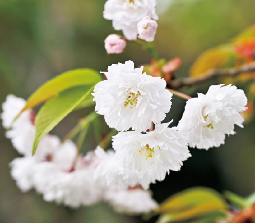 優美な花弁は50～160枚と幅がある。