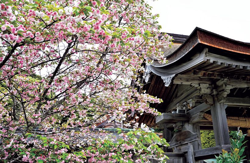 【氣多の白菊桜（ケタノシロキクザクラ）】国指定重要文化財の神門を背に佇む氣多の白菊桜は山桜系の菊咲き品種。1968年に石川県の天然記念物に指定された。原木は数十年前に枯れてしまったが、その株から生まれたひこばえが育ち、人々の目を楽しませている。白い花は満開を過ぎると徐々に紅くなるため、観る時期によってはピンク色の印象が強いことも。