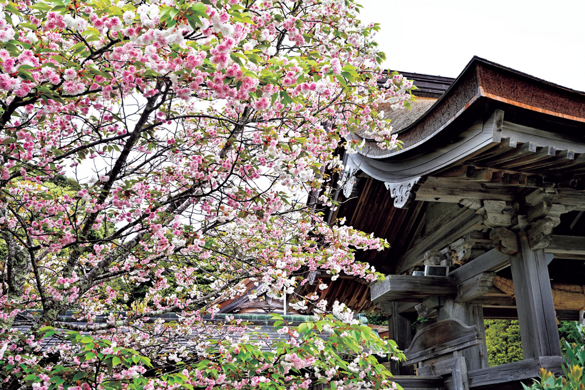 太古の神社に佇む、石川県・氣多大社に咲く氣多の白菊桜 | 家庭画報