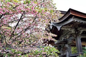 太古の神社に佇む、石川県・氣多大社に咲く氣多の白菊桜