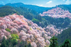 日本の桜絶景【前編】樹木学者・勝木俊雄さん、映画監督・河瀬直美さん、写真家・櫻井 寛さん