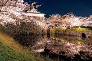 日本の桜絶景【中編】日本画家・千住 博さん、樹木医・鶴田 誠さん、日本画家・中島千波さん
